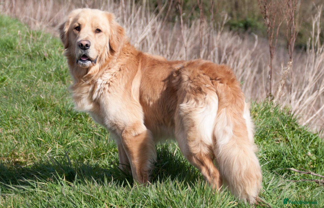 Golden Retriever dogs for sale: Best of Breed Golden Retrievers - Advert 28