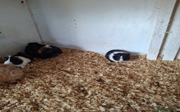 Guinea Pig rodents for sale: Female guinea pigs, various ages - Image 8