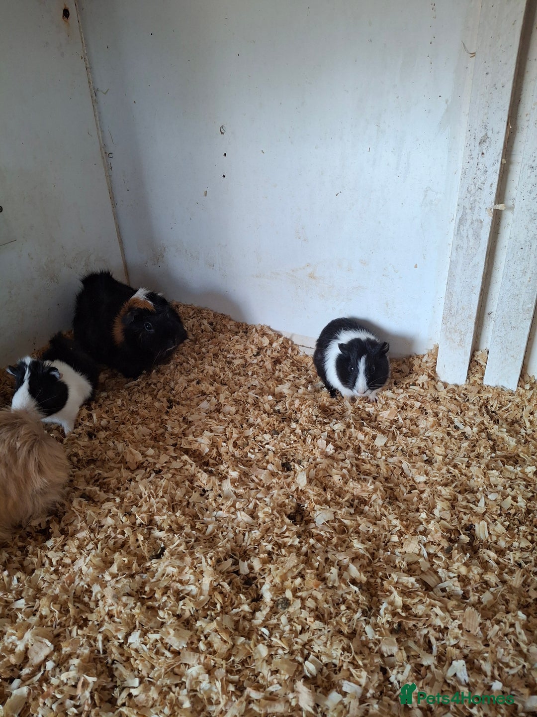 Guinea Pig rodents for sale: Female guinea pigs, various ages - Image 8