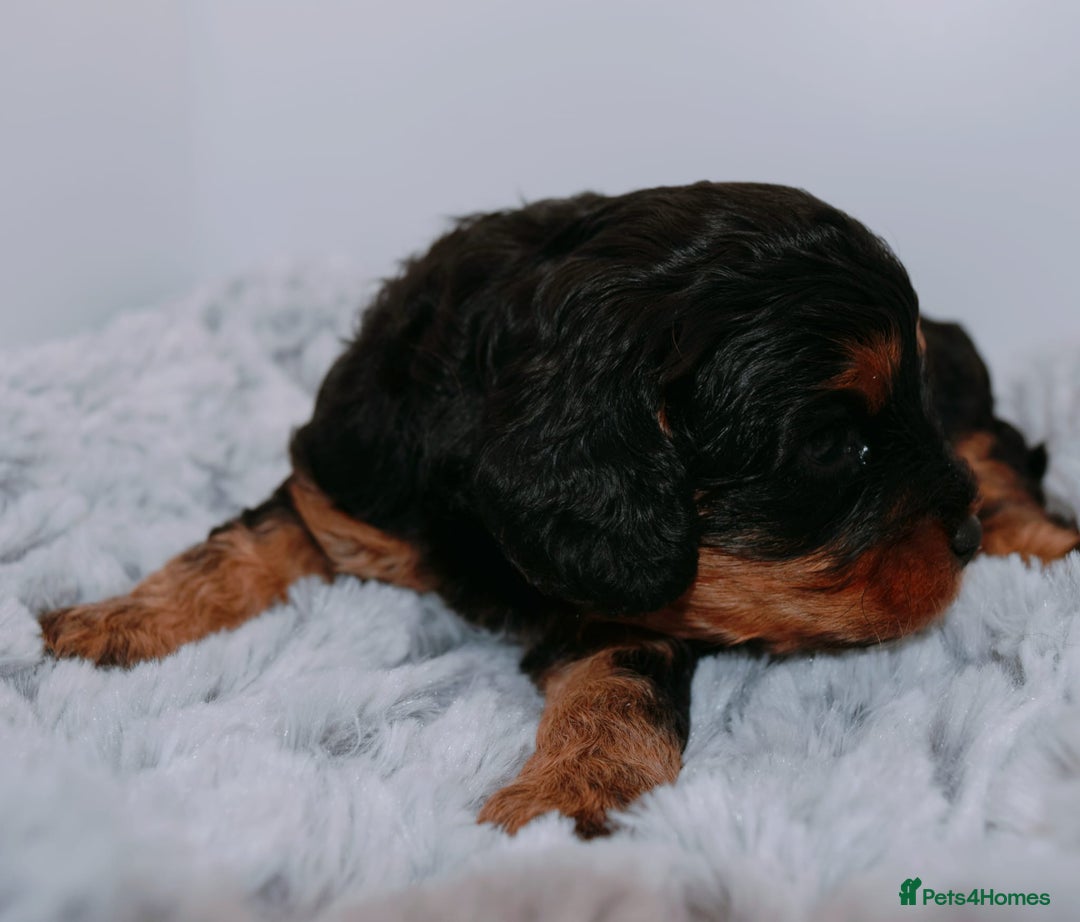 Cavapoo dogs for sale: Extensively Health tested Rare F1 Cavapoos - Image 18
