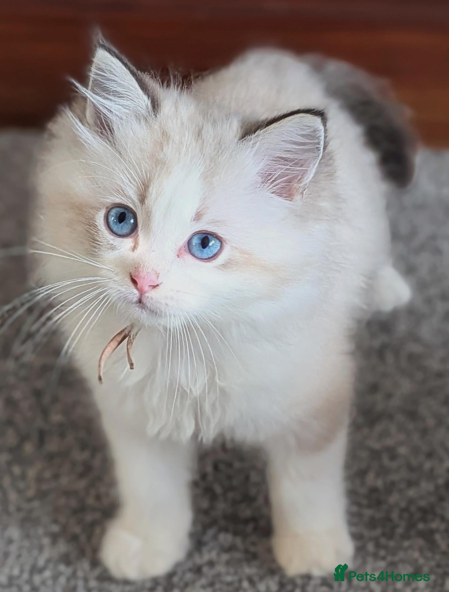 Ragdoll cats 🏆 GCCF Champion Ragdolls • Active Considered - Advert 2