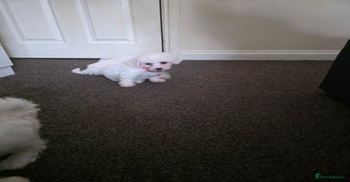 Bichon Frise dogs - Advert 3