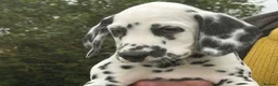 Dalmatian dogs for sale: KC reg full hearing Dalmatian Puppies  - Advert 23