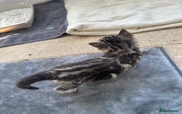 Bengal cats for sale: 5 Beautiful Bengal kittens  - Image 5