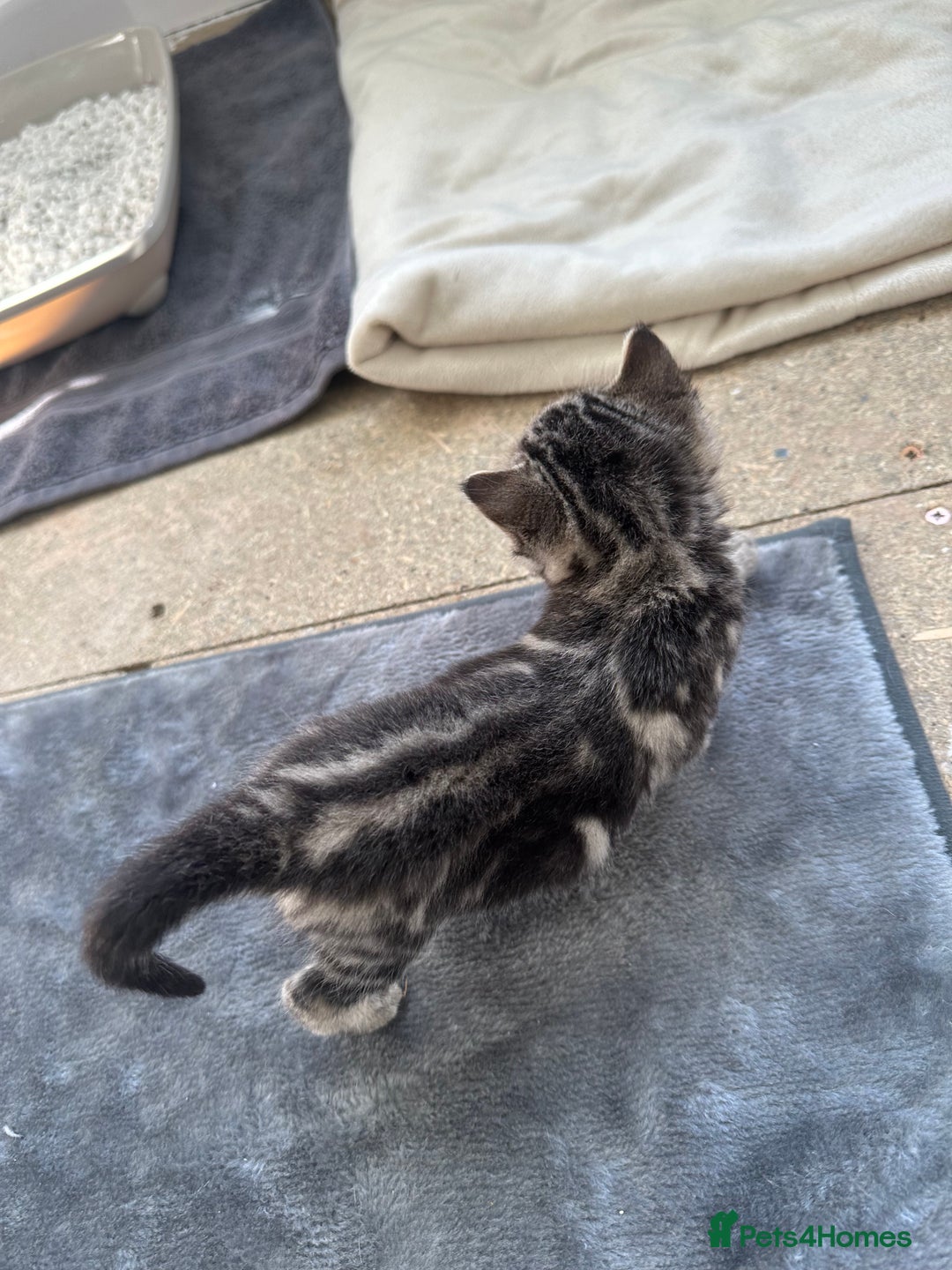 Bengal cats for sale: 5 Beautiful Bengal kittens  - Image 5