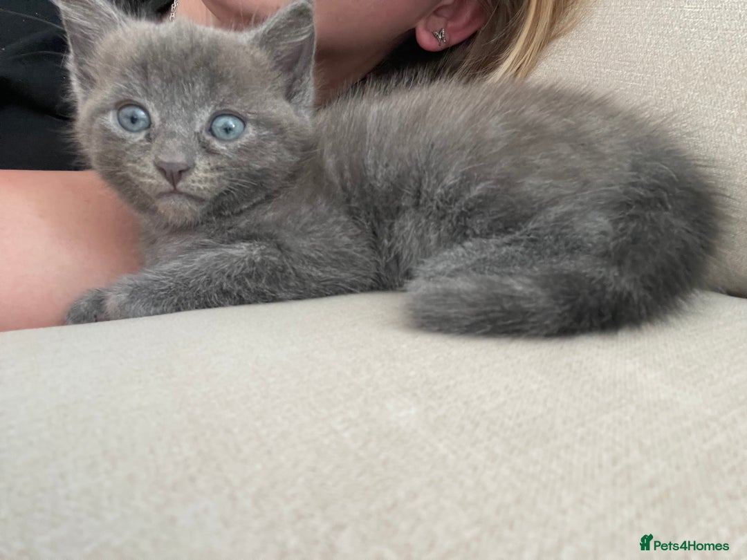 Ragdoll cats for sale: Ragdoll cross kittens - Image 11