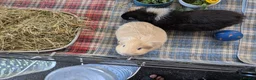 Guinea Pig rodents for sale: Pair of Male Guinea Pigs for Sale - Advert 5