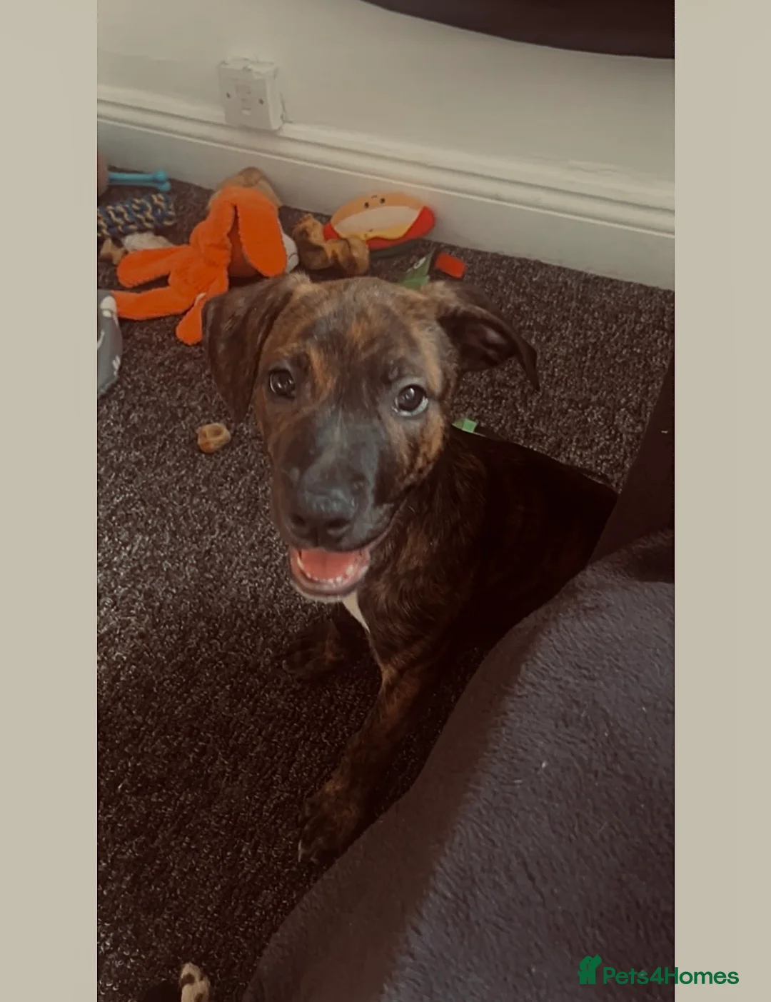 Mixed Breed dogs for sale: 2 mix breed beautiful boys. - Advert 5