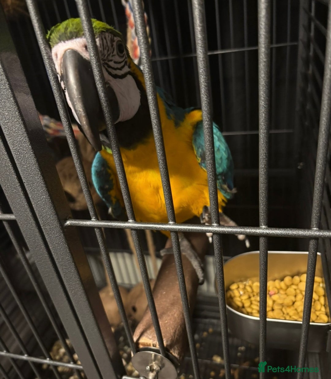 Parrots birds for sale: Blue and gold macaw  - Advert 2