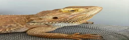 Bearded Dragon reptiles for sale: Bearded Dragon + Full Set Up  in London - Advert 4