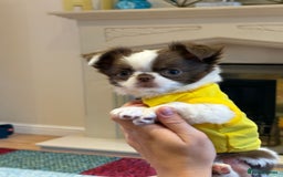 Chihuahua dogs for sale: Long haired Russian Chihuahua - Image 1