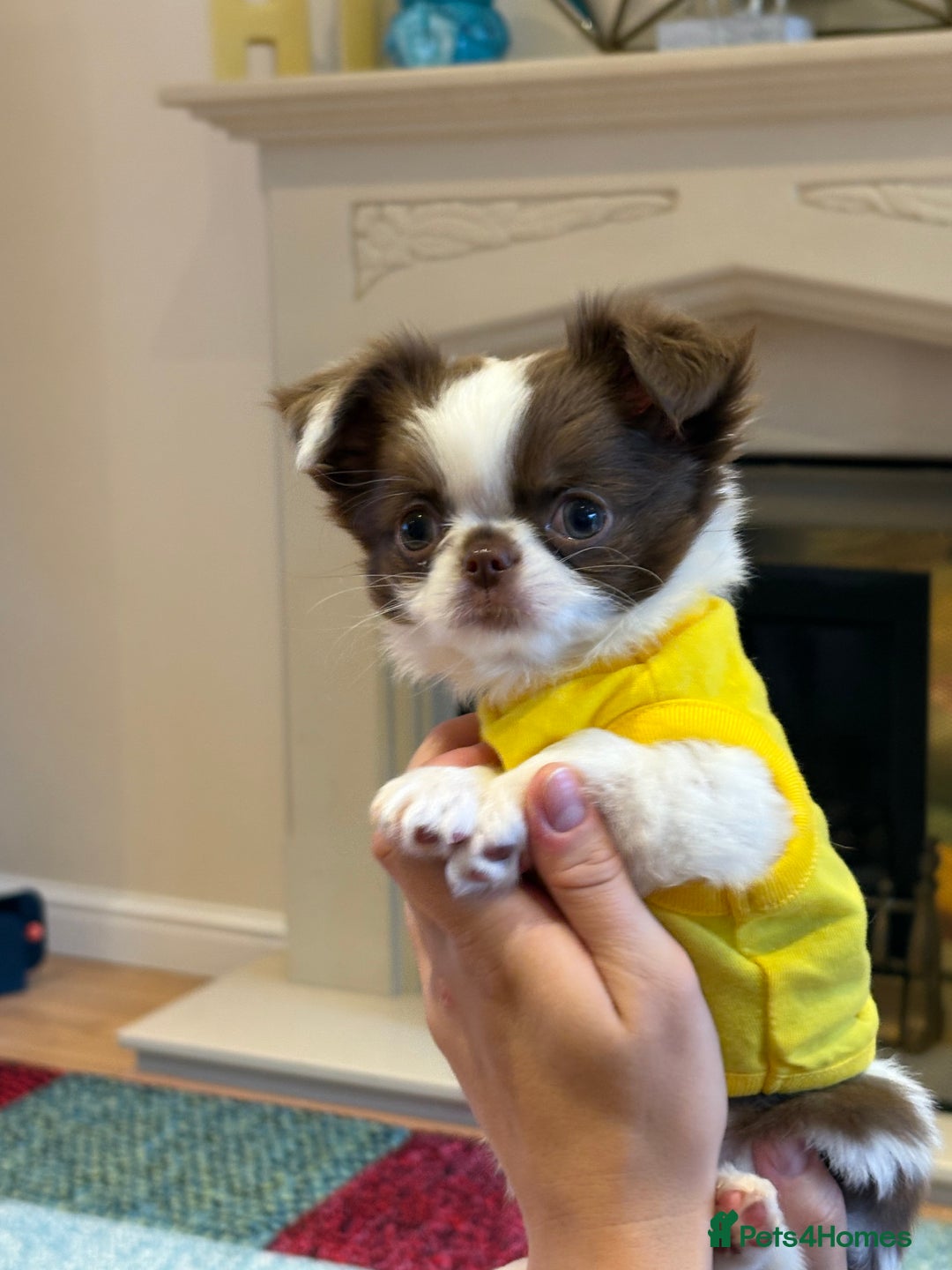 Chihuahua dogs for sale: Long haired Russian Chihuahua - Image 1