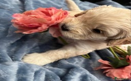 Cockapoo dogs for sale: Beautiful litter of cockapoos - Image 23