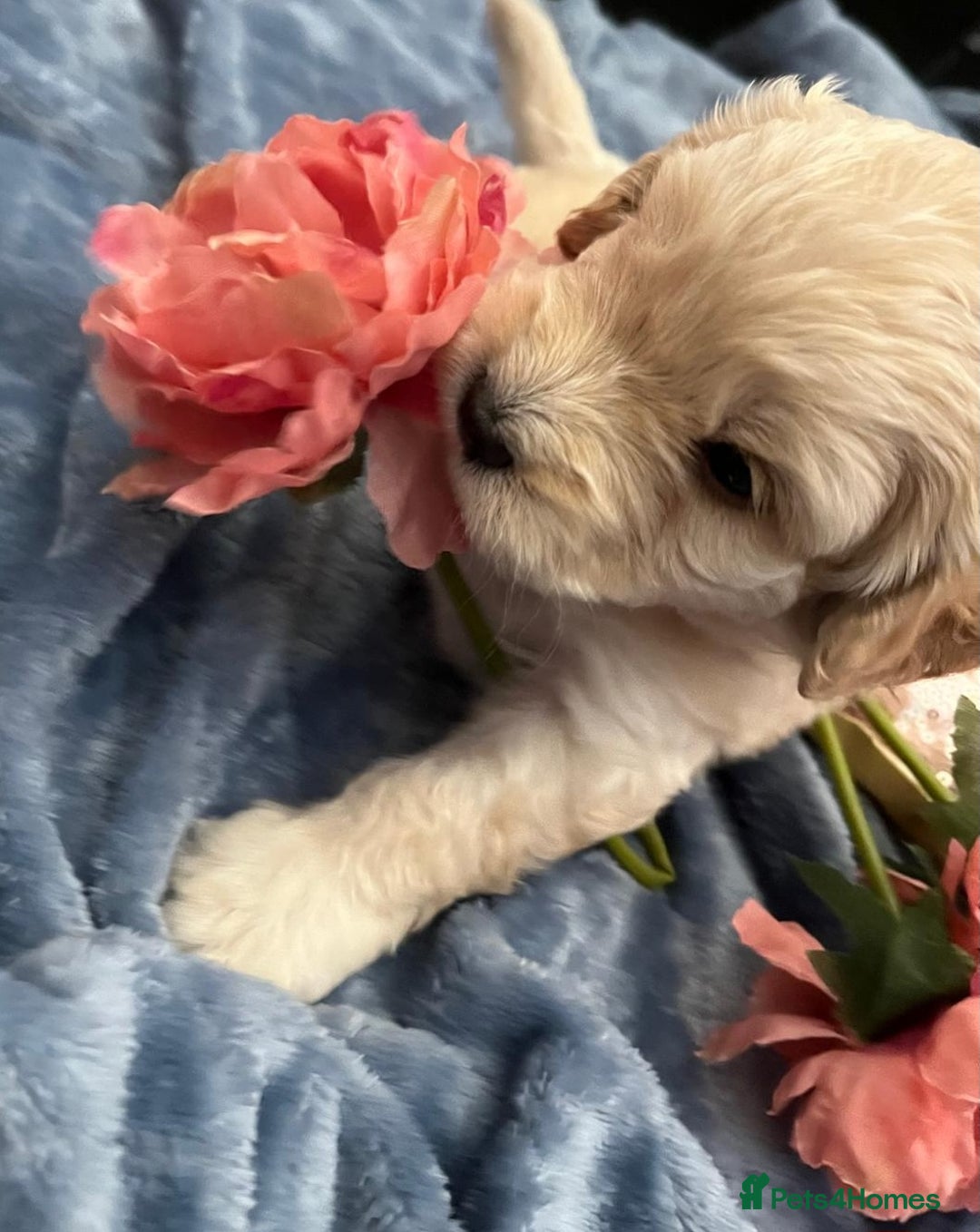 Cockapoo dogs for sale: Beautiful litter of cockapoos - Image 23