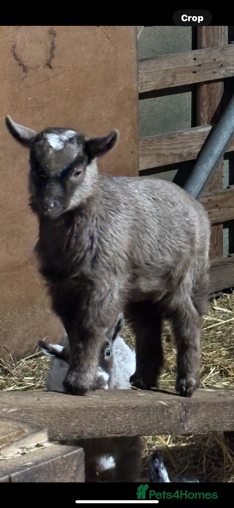 Goats livestock Pygmy goat Billy  - Advert 1