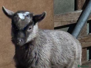 Goats livestock Pygmy goat Billy - Advert 1