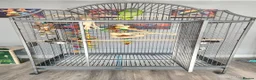 Parrots birds for sale: Red Lored Amazon - Advert 8