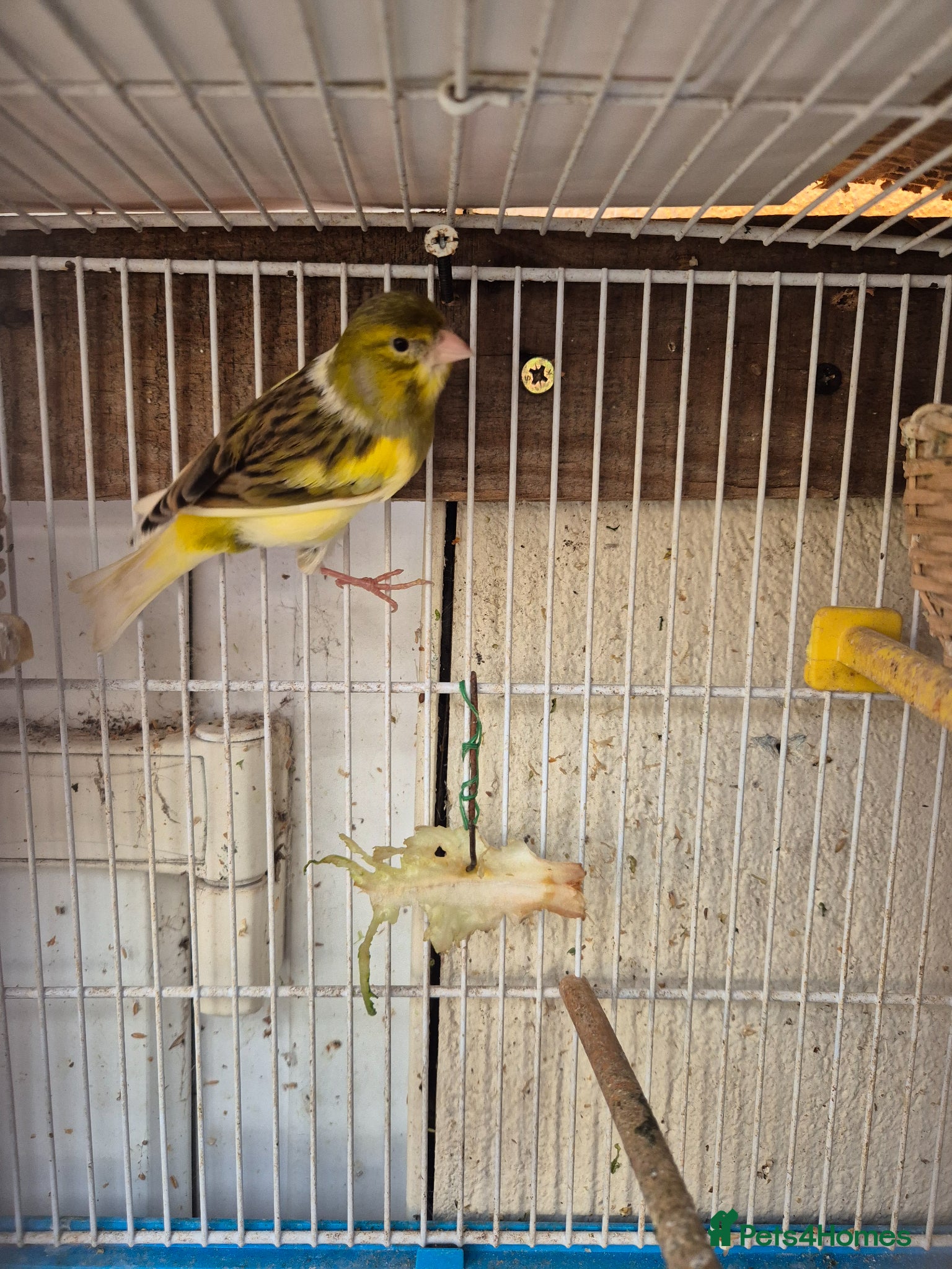 Canaries birds Males and Females Canaries for sale - Advert 3