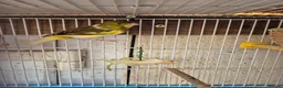 Canaries birds for sale: Males and Females Canaries for sale - Advert 1