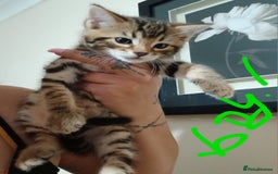 Mixed Breed cats for sale: Beutyful bengal babies wisbech 🐈😻 - Advert 9