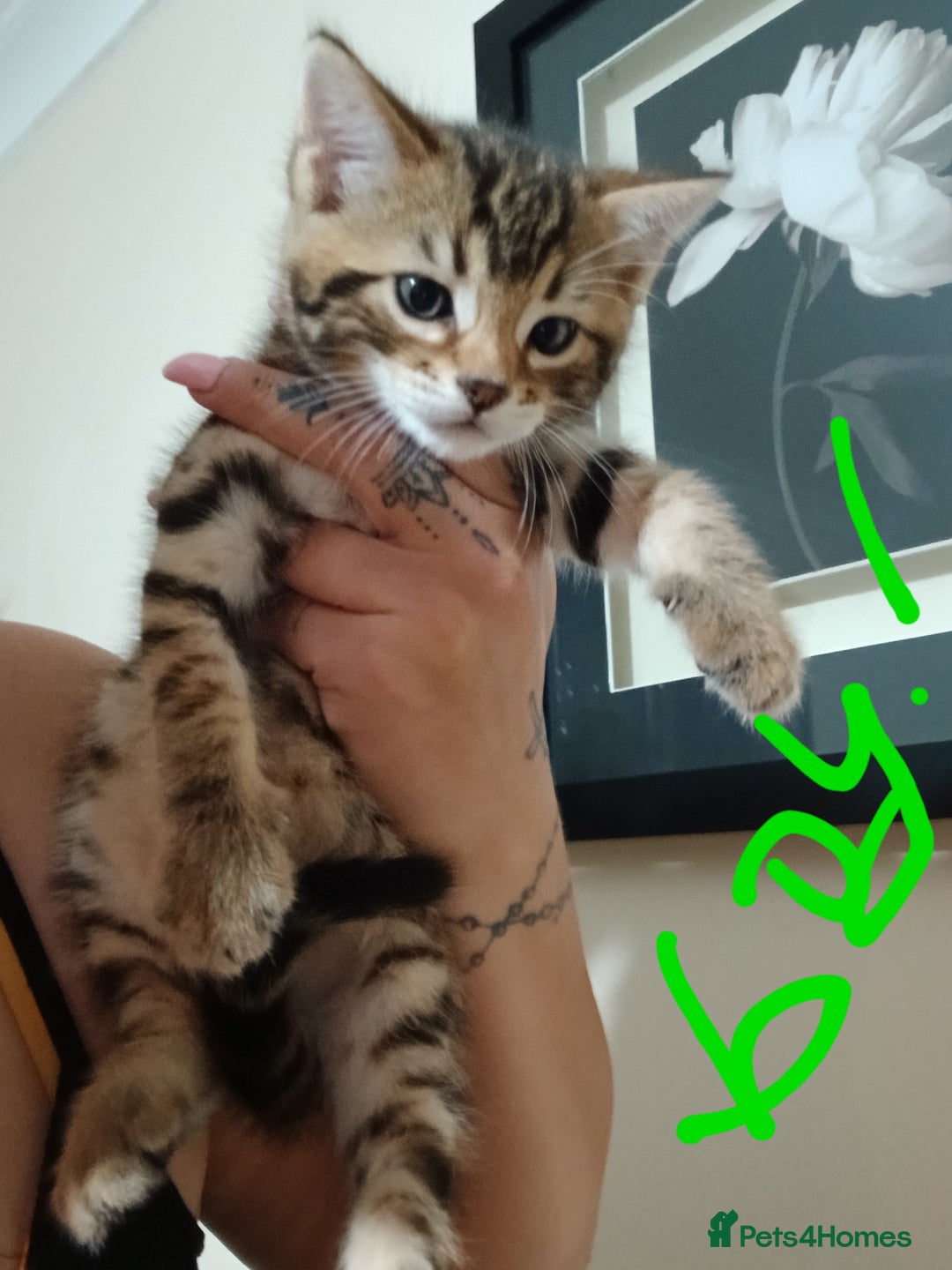 Mixed Breed cats for sale: Beutyful bengal babies wisbech 🐈😻 - Advert 9