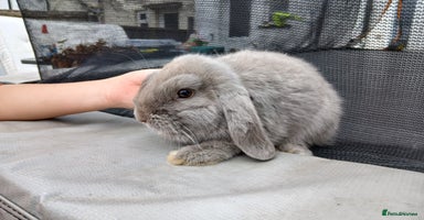 Mini Lop rabbits - Advert 12