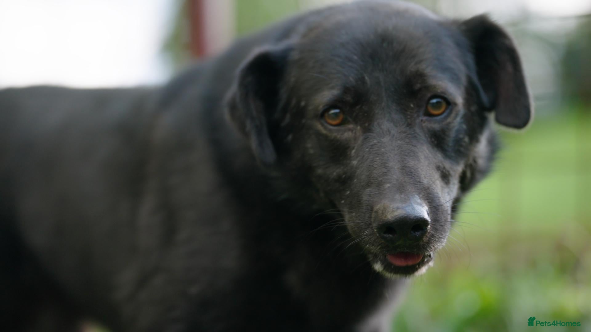 Mixed Breed dogs Jimbo - Advert 5