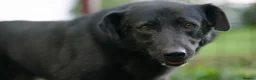 Mixed Breed dogs for adoption: Jimbo - Advert 1