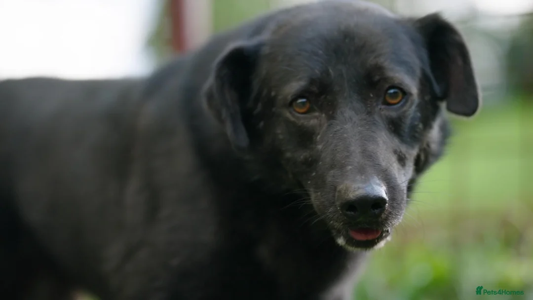 Mixed Breed dogs for adoption: Jimbo - Advert 1