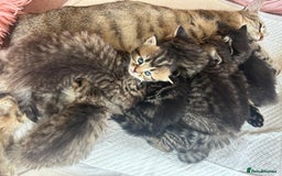 Bengal cats for sale: ‼️ RESERVED  ‼️Bengal x Persian  - Image 14