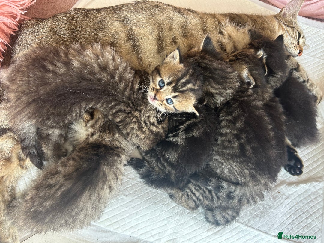 Bengal cats for sale: ‼️ RESERVED  ‼️Bengal x Persian  - Image 14