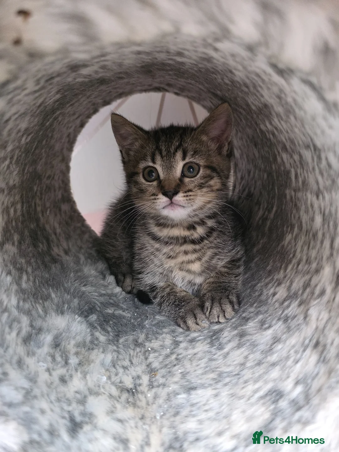 Mixed Breed cats for sale: Last kitten looking lovely new home  - Advert 2
