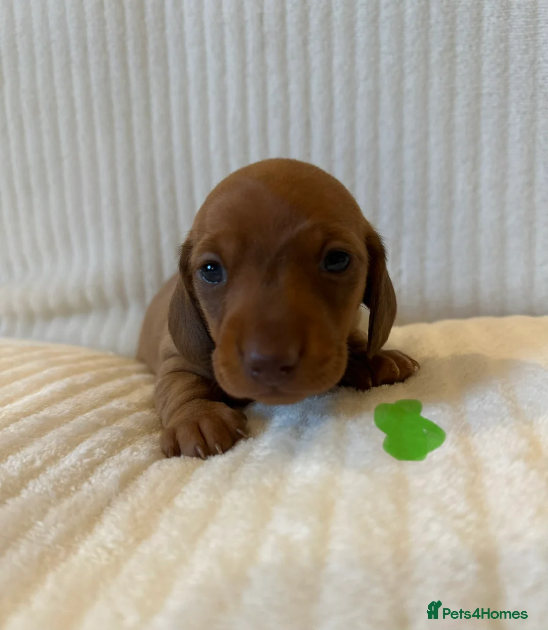 Miniature Dachshund dogs for sale: KC PRA clear miniature Dachshunds - Advert 14