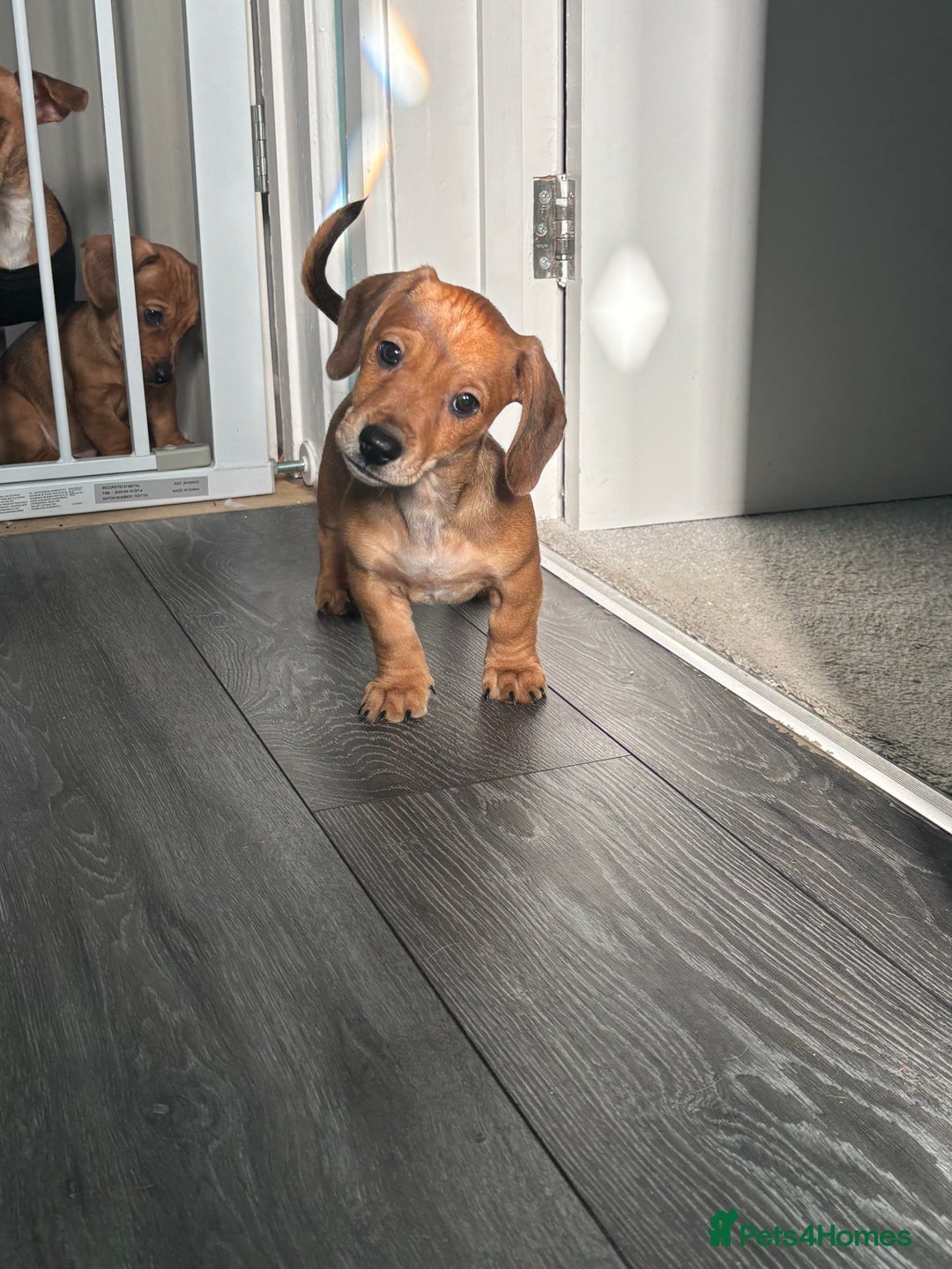 Mixed Breed dogs for sale: Hugo, chocolate and cream  - Advert 3