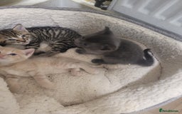 Mixed Breed cats for sale: Stunning kittens - Image 7