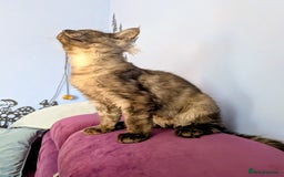 Maine Coon cats for sale: Beautiful Pedigree Maine Coon Kittens  - Image 7