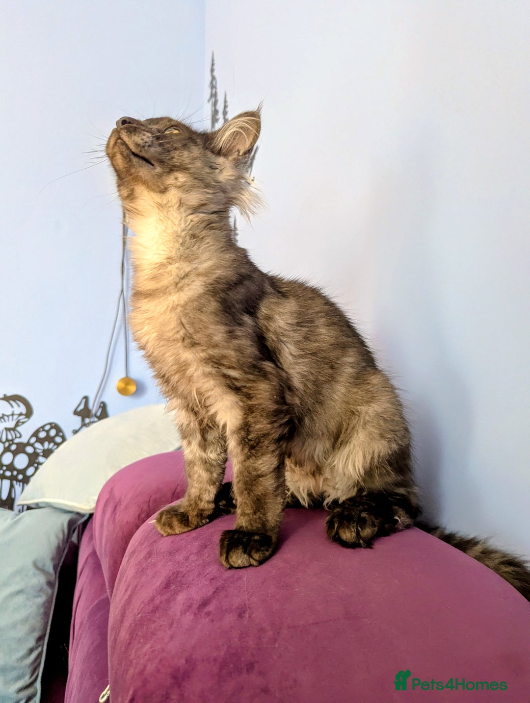 Maine Coon cats for sale: Beautiful Pedigree Maine Coon Kittens  - Image 7