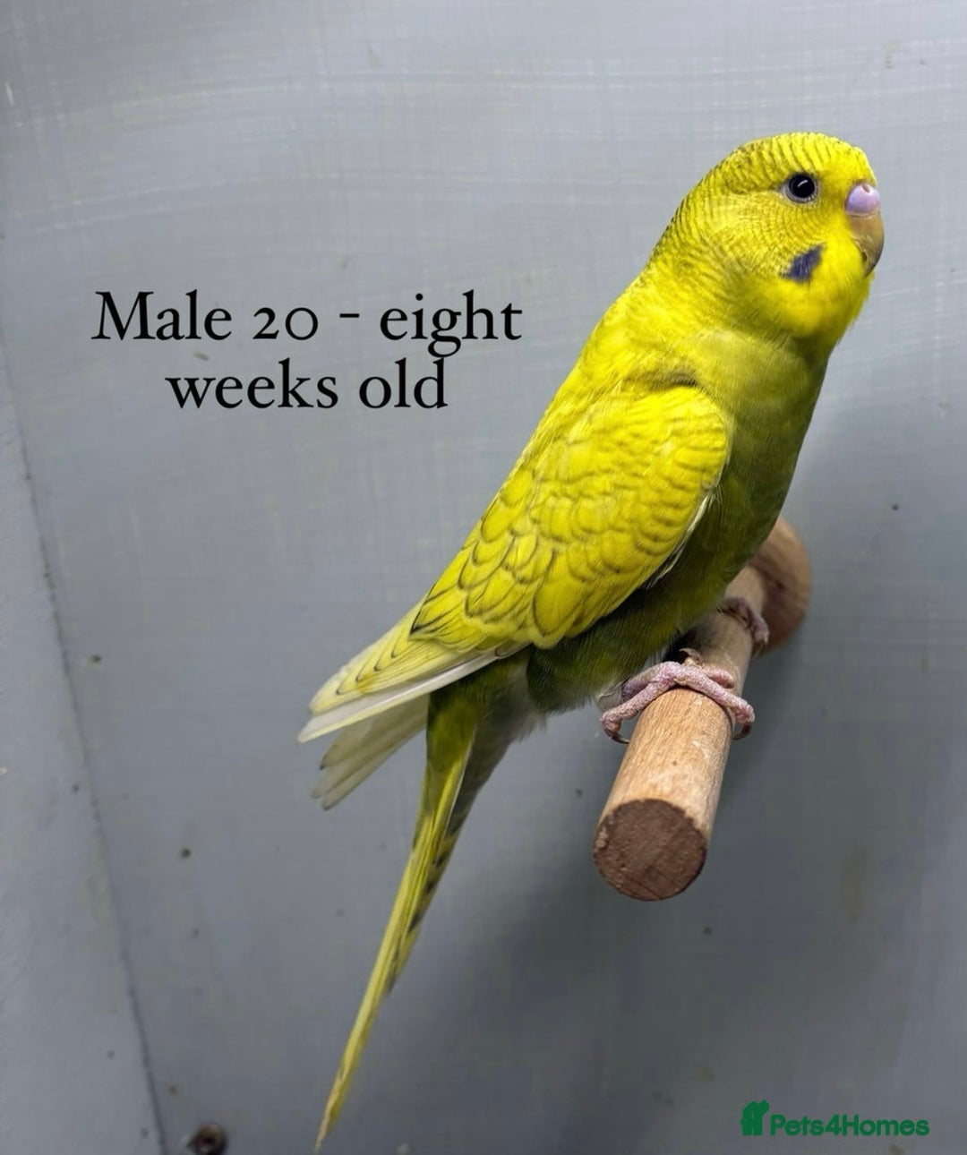 Budgerigars birds for sale: Beautiful baby budgies  - Image 7