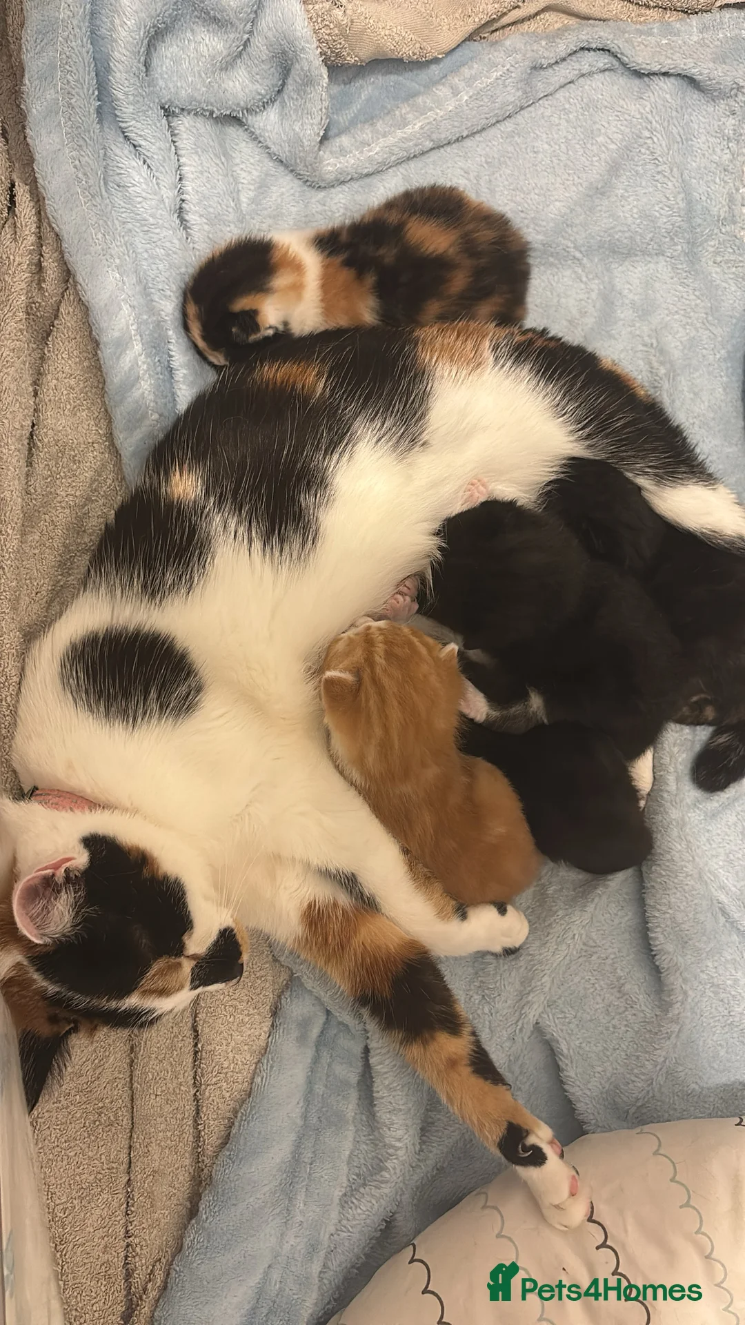 Mixed Breed cats for sale: Kittens in Telford - Advert 2