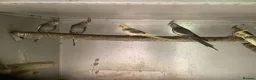 Cockatiels birds for sale: 2026 Young cockatiels  - Advert 2