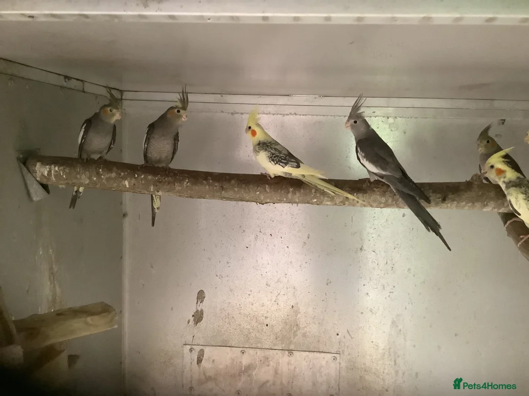 Cockatiels birds for sale: 2026 Young cockatiels  - Advert 2