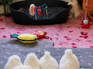 Mixed Breed dogs Only girls🩷Maltese pups ready to leave - Advert 9