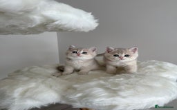 British Shorthair cats for sale: Golden Blue British Shorthair kittens  - Image 13