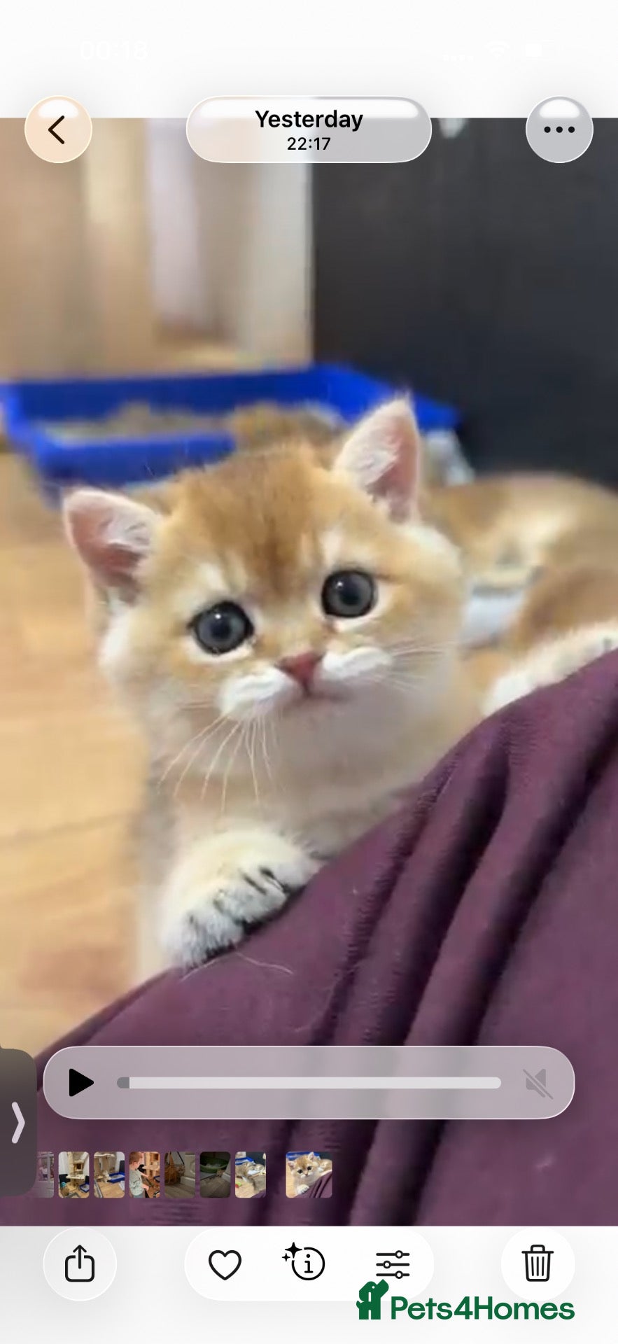 British Shorthair cats 🌟PREMIUM GOLDEN BRITISH SHORT/LONGHAIRS 🌟 - Advert 1