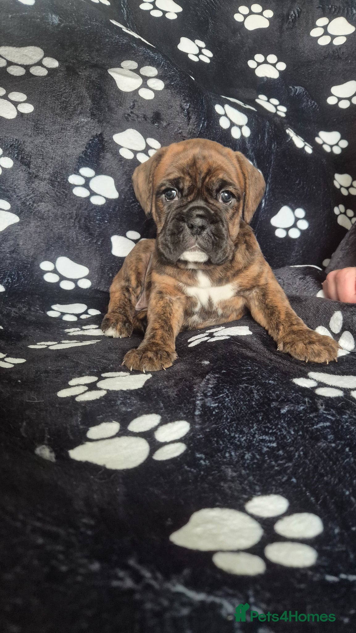 Boxer dogs Beautiful chunky boxer pups - Advert 1