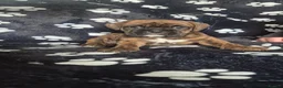 Boxer dogs for sale: Beautiful chunky boxer pups in Rotherham - Advert 1
