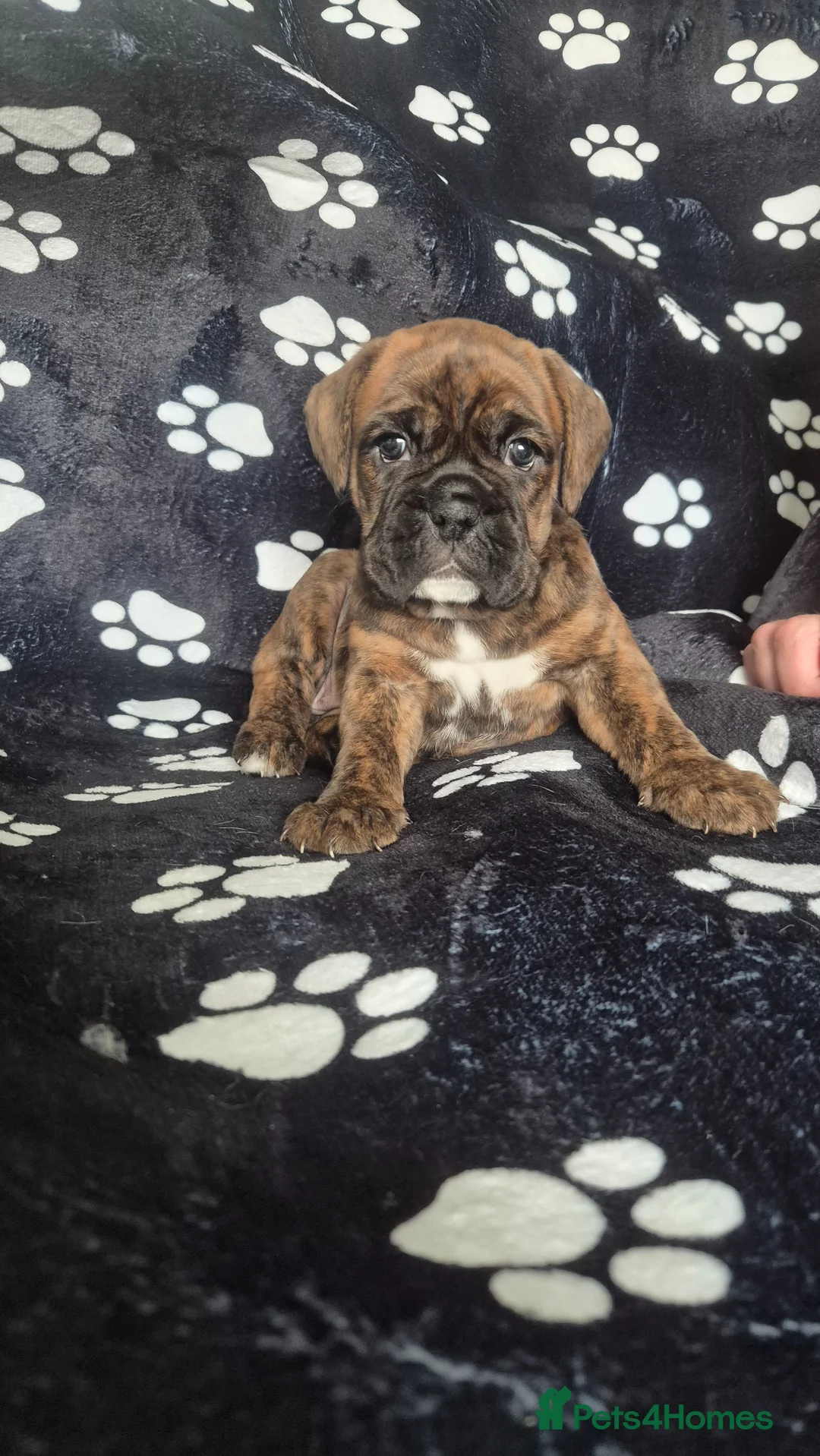 Boxer dogs for sale: Beautiful chunky boxer pups in Rotherham - Advert 1