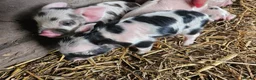 Pig livestock for sale: Kunekune full breed piglets  - Advert 5