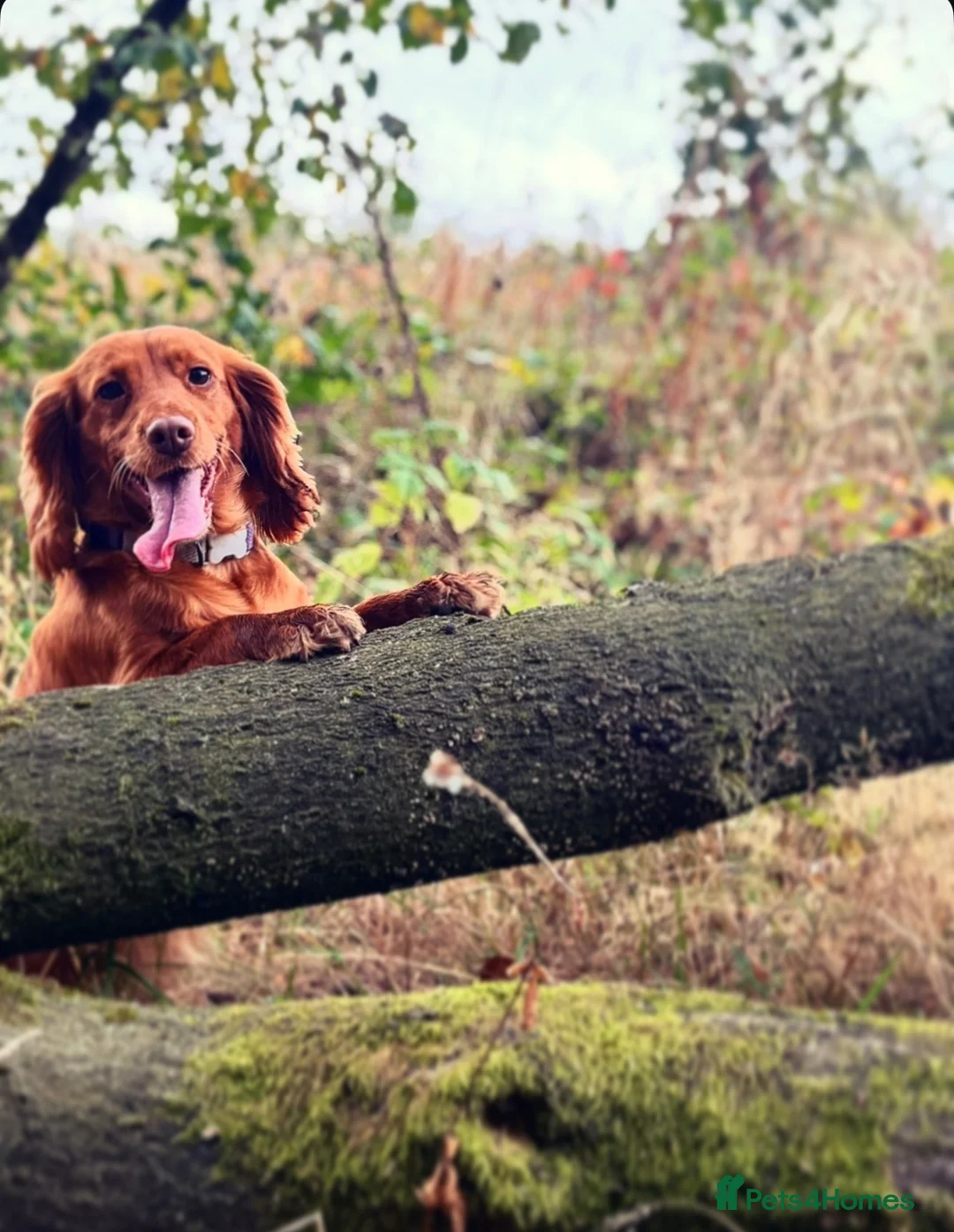 Cockapoo dogs for sale: Outstanding litter of F1 Cockapoo’s in Durham - Advert 1