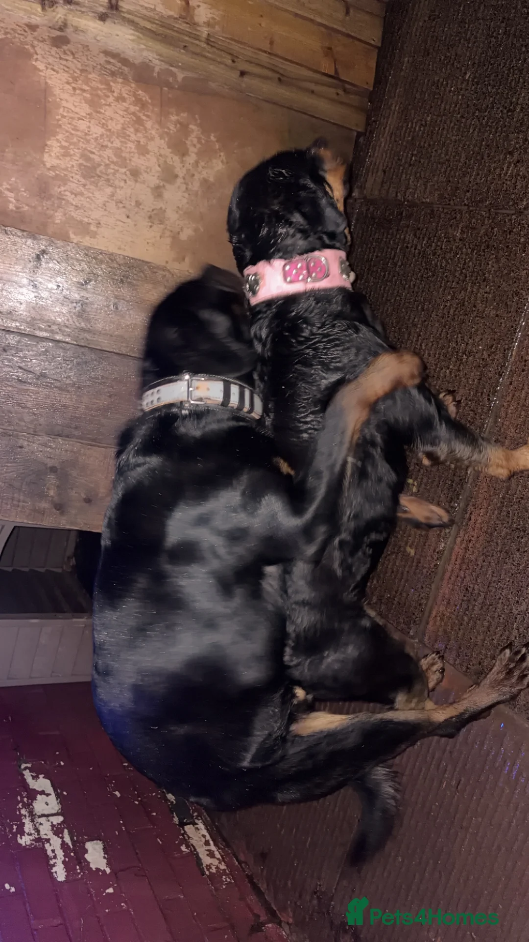 Rottweiler dogs for stud: Rottweiler stud  - Advert 17